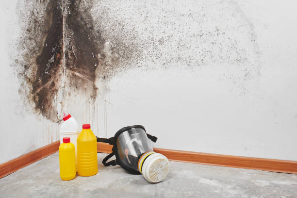 Best Toxic Mold Removal  in Central, SC