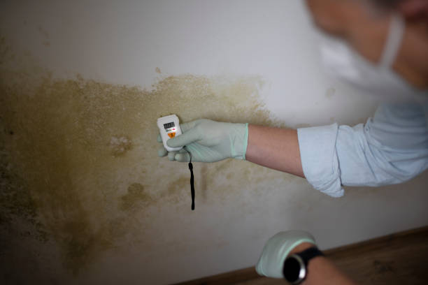 Best Mold Remediation  in Central, SC