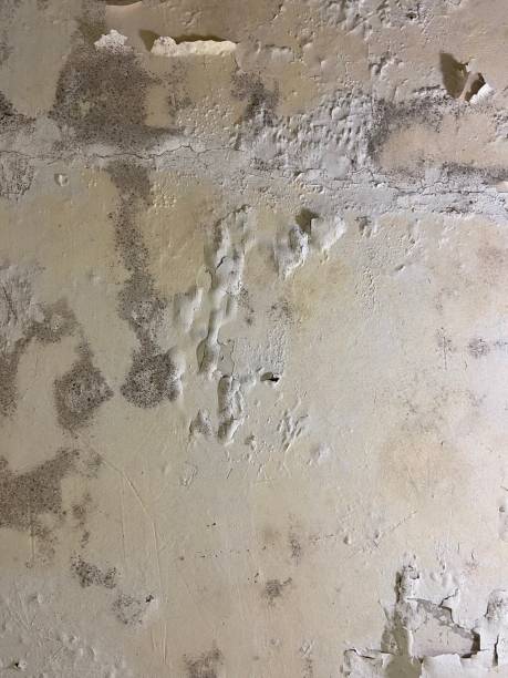 Best Same-Day Mold Removal  in Central, SC