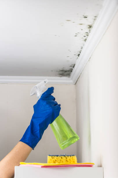 Best Fast Mold Removal  in Central, SC