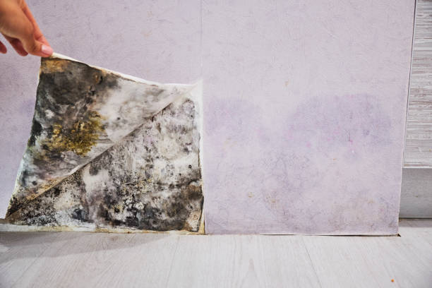 Best Residential Mold Removal  in Central, SC